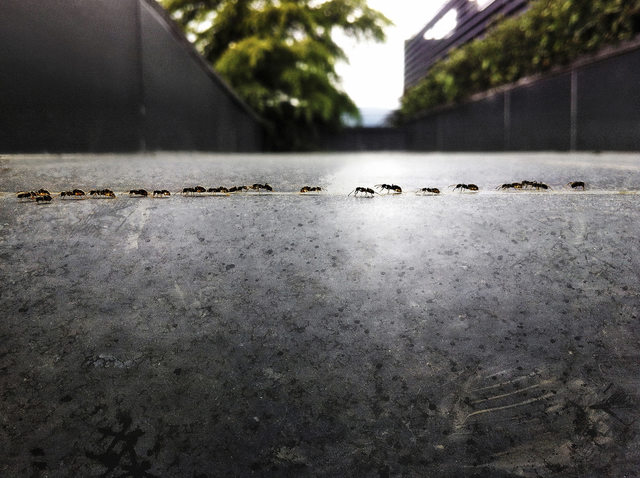 Dead ants emit a chemical that tells other ants to move the body to a burial ground
