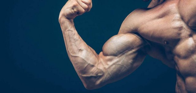 Human muscles