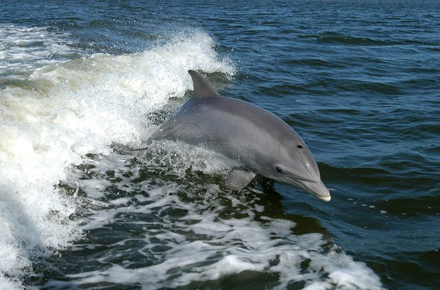 Only one half of a dolphin's brain sleeps at a time