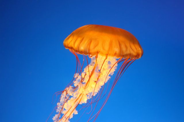 How to treat jellyfish sting?