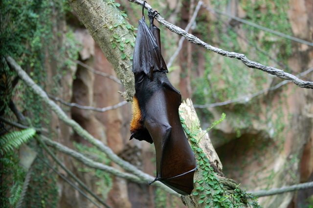 Most bat moms give birth to only a single pup each year