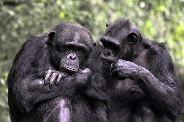 Do animals talk to each other?