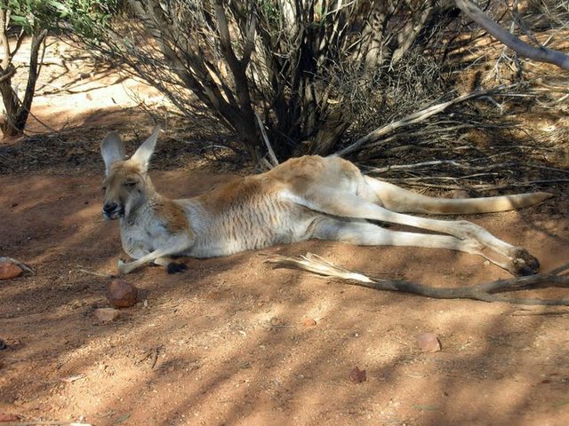 Kangaroo meat 