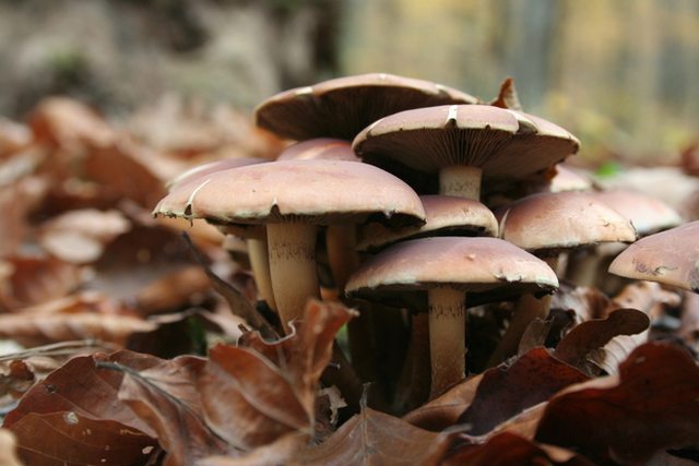The oldest living mushroom colonies