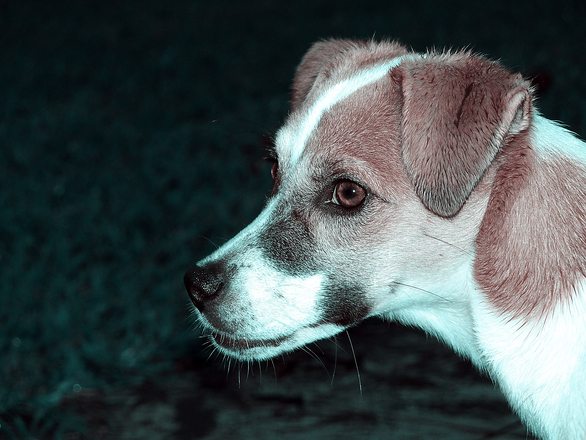 Dogs are about as smart as a two or three-year-old child