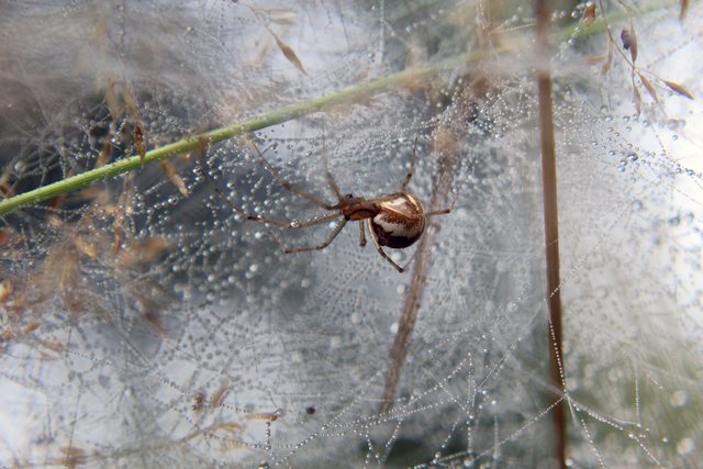 Spider webs heal wounds